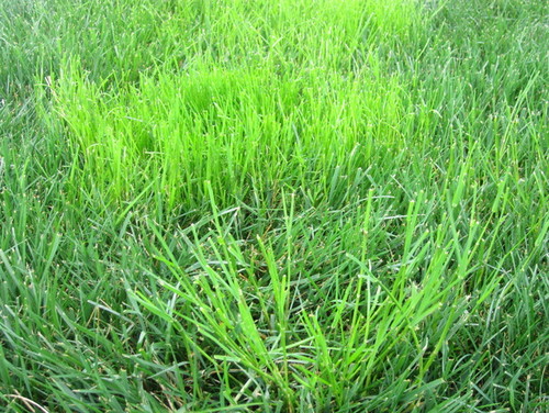 johnson to control grass how green bright grassy Help with weed? johnson to control grass how green bright grassy Help with weed?