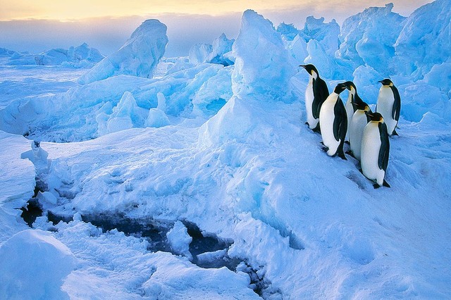 Emperor Penguins on Ice Wallpaper Wall Mural - Self ...