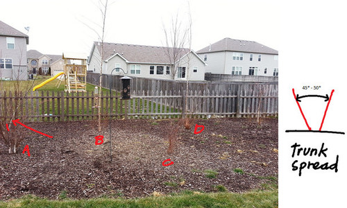 Landscaping Ideas for Backyard - Privacy (cont.)