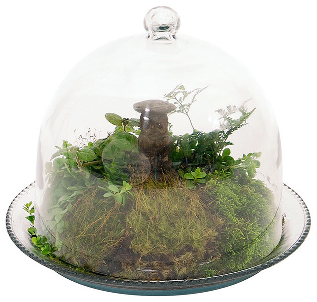 Bell Jar Terrarium III Contemporary Terrariums by ShopLadder