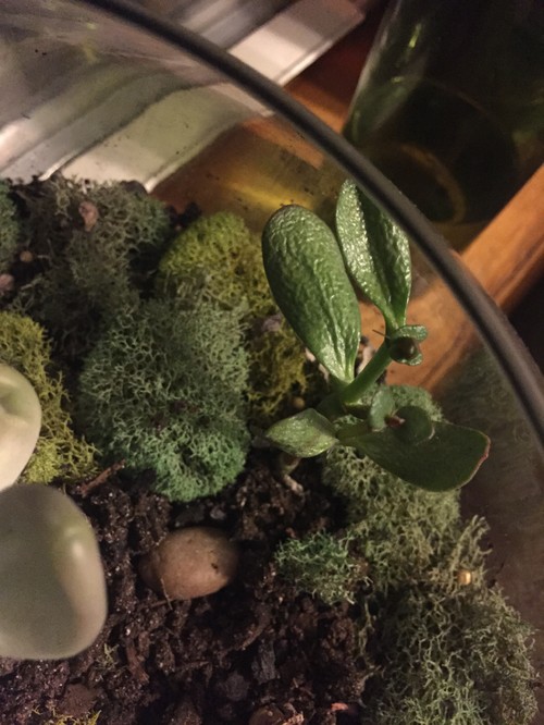 over or underwatered succulent over or underwatered succulent