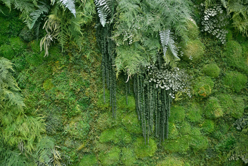 Moss And Its Vertical Uses Shop Living Walls