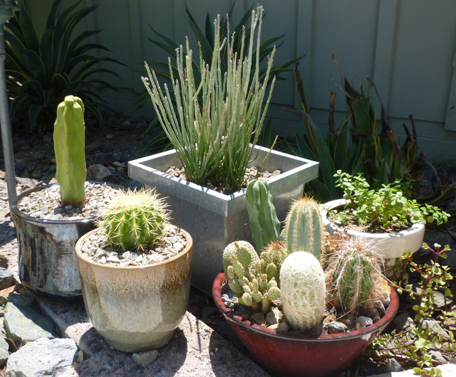 Potted Cacti  Succulent Mix