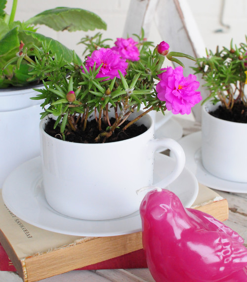 Tea cup planters