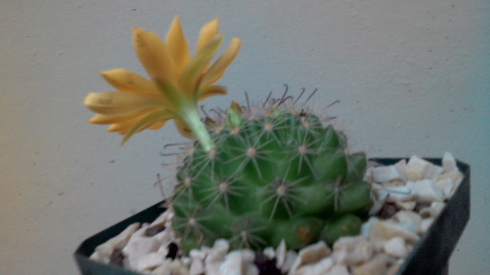 ID. Mammillaria, please Home-design