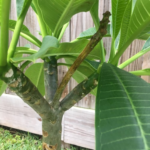 What's happening to my plumeria?