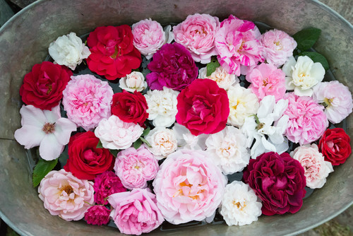 Experttips: Välj rätt rosor för din trädgård