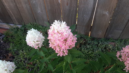 This is the first year I have had Zinfin Doll hydrangea and I really 