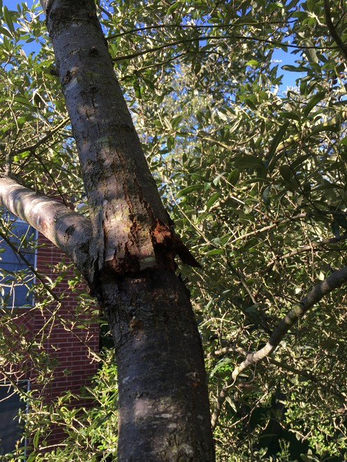 Live oak with bark damage