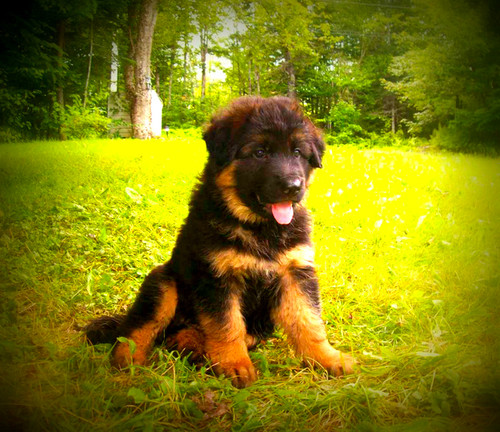 best way to house a puppy best way to house a growing puppy best way to house a puppy best way to house a growing puppy