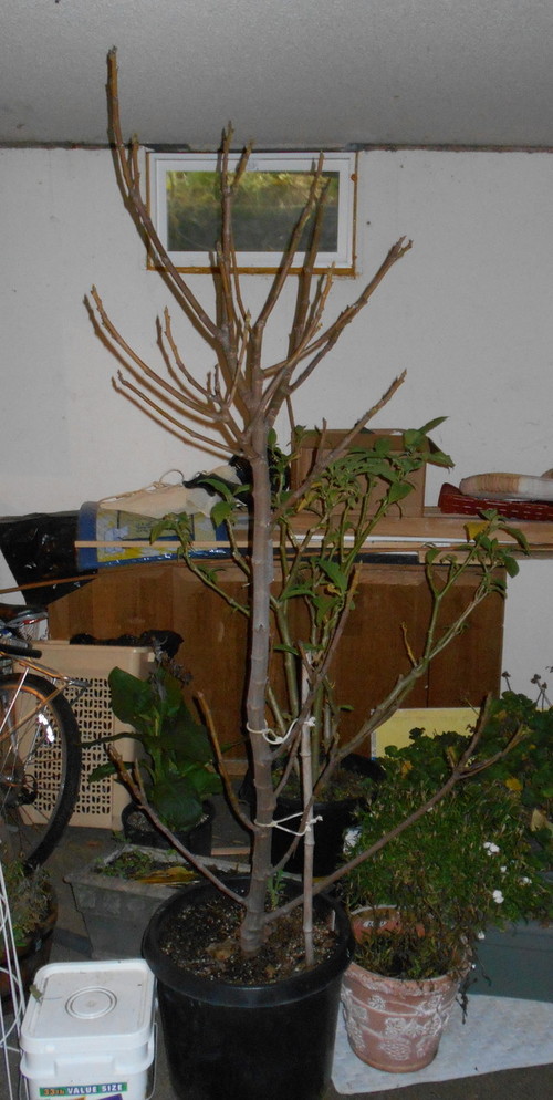 How to care for Fig trees in pots over the winter