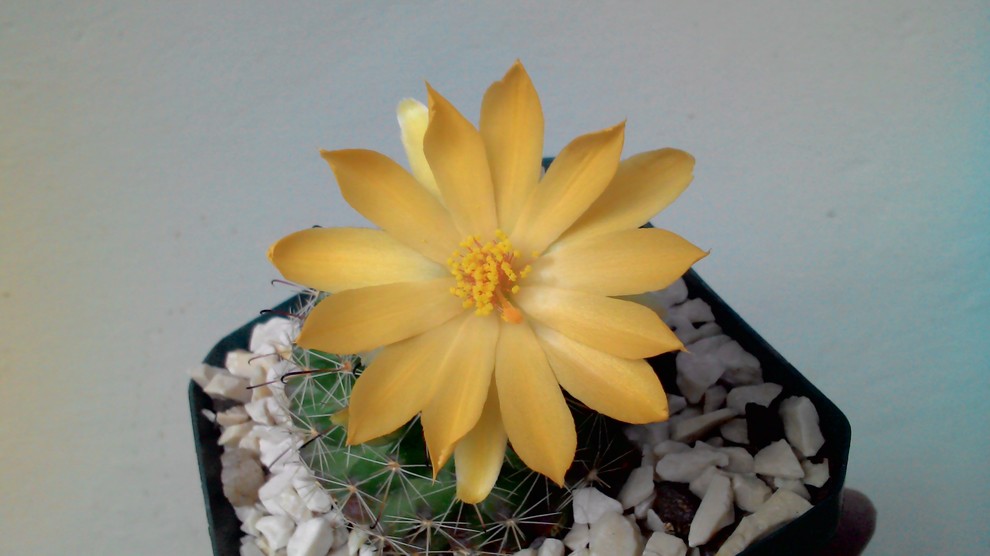 ID. Mammillaria, please Home-design