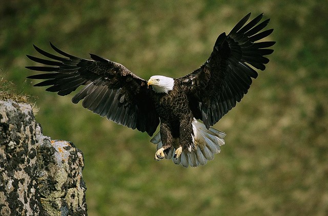 American Bald Eagle Wallpaper Wall Mural - Self-Adhesive - Multiple