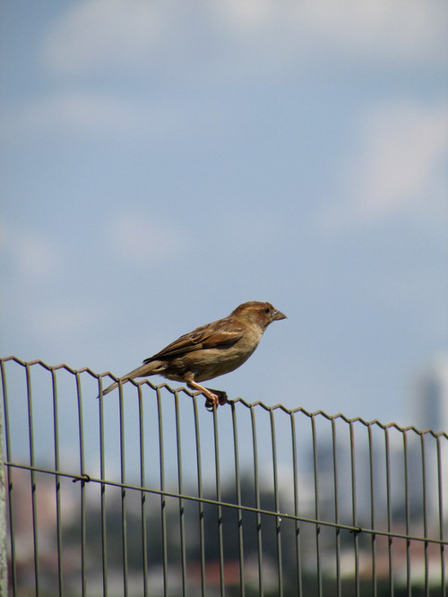 backyard bird shop portland 2017 2018 best cars reviews backyard bird shop portland 2017 2018 best cars reviews