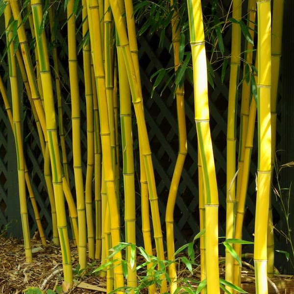 Phyllostachys aureosulcata 'Aureocalis' (Yellow Groove Bamboo) 5L Pot