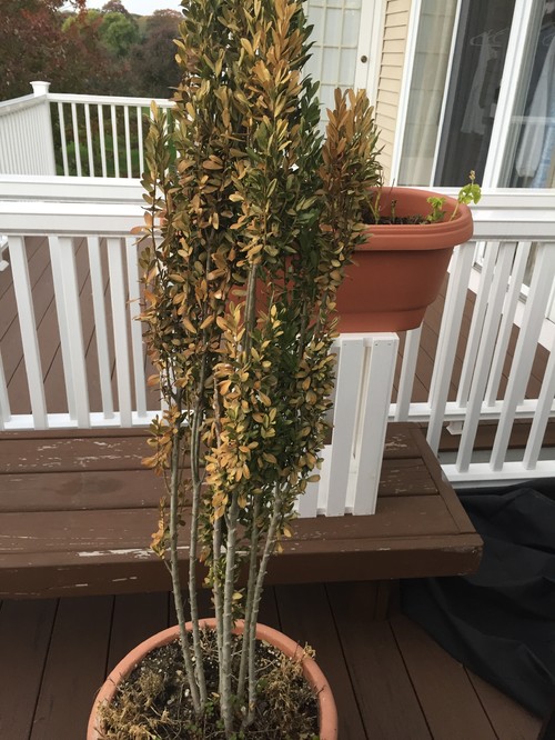 Sky pencil holly care