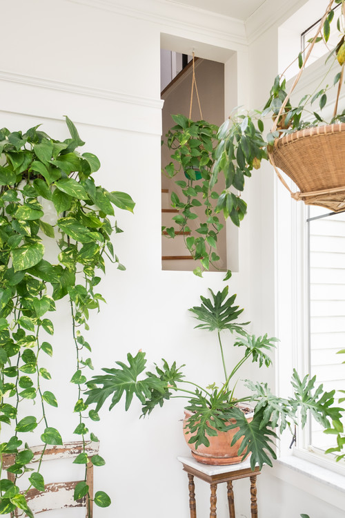 house plants for morning sun