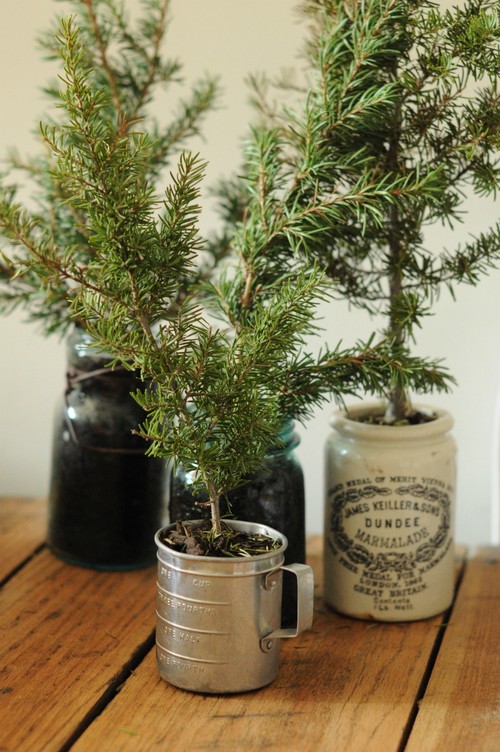 Christmas tree in a pot