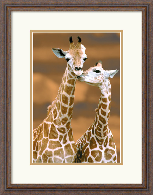Giraffe First Love Framed Print Traditional Prints And Posters by