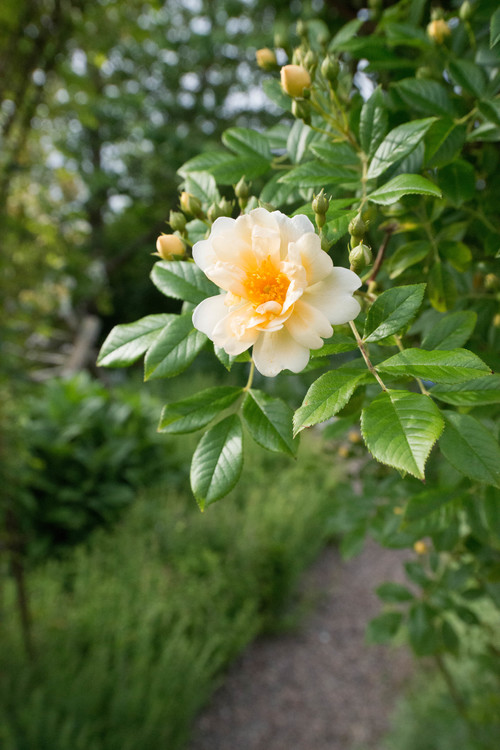 Experttips: Välj rätt rosor för din trädgård
