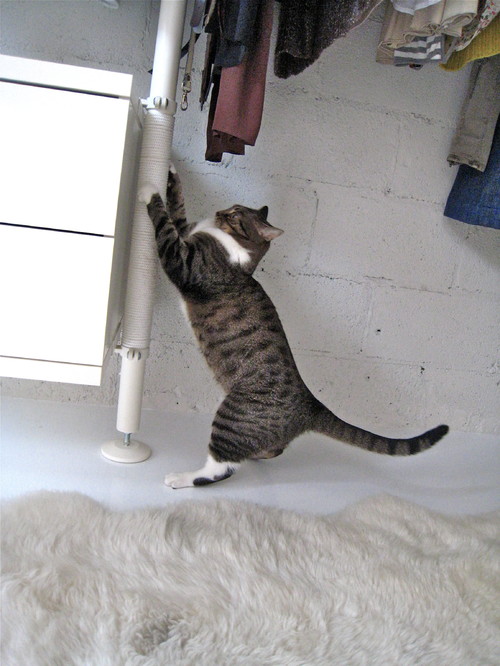 Katzen: So machen Sie Ihre Wohnung katzenlieb! - bildderfrau.de