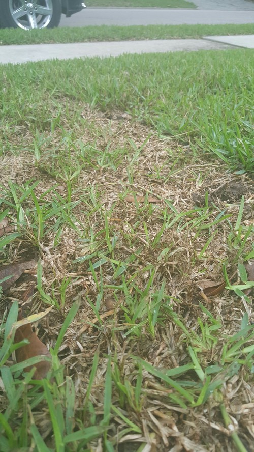 How to Care for New St Augustine Sod  