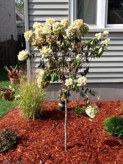 HELP! Newly planted Hydrangea tree is dying?