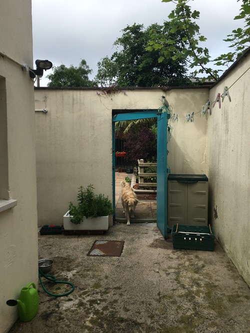 Help to brighten up my garden