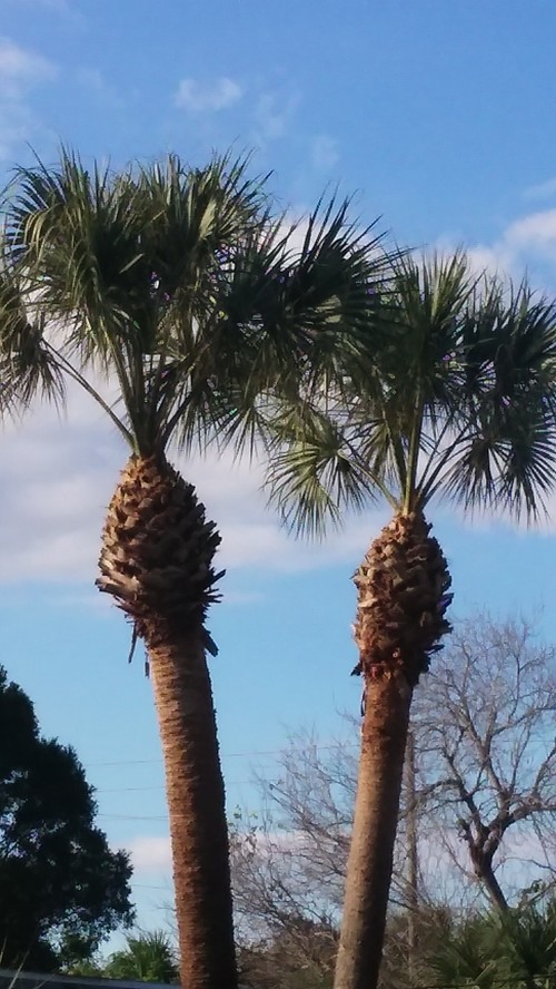 Palm Tree Trimming