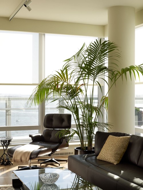 7 easy houseplants for an eastfacing window