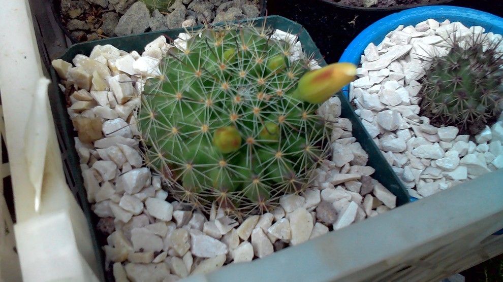 ID. Mammillaria, please Home-design