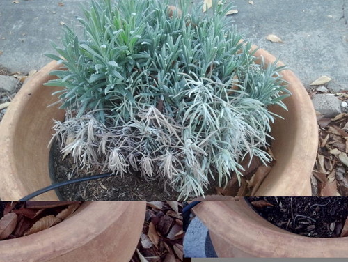 lavender is dying help lavender is dying help
