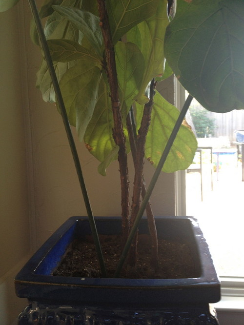 Pruning Ficus Lyrata (fiddle leaf fig)