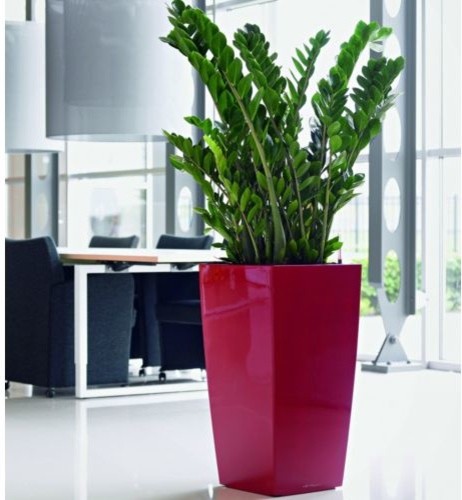 Modern Contemporary Indoor Self Watering Pots Allmodern | cubico 40 self watering planter by lechuza modern Modern Contemporary Indoor Self Watering Pots Allmodern | cubico 40 self watering planter by lechuza modern