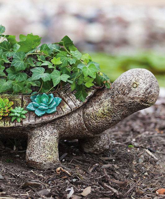 Succulent Garden Turtle Planter Contemporary Plants By Zulily | succulent garden turtle planter contemporary plants Succulent Garden Turtle Planter Contemporary Plants By Zulily | succulent garden turtle planter contemporary plants