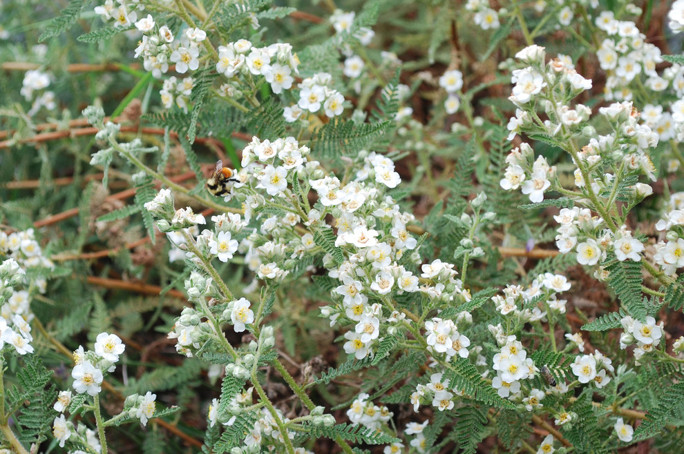 Chamaebatiaria Millefolium Fernbush Contemporary Landscape