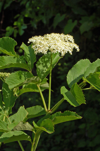 Sambucus Canadensis Montagne Jardin Washington D C Houzz