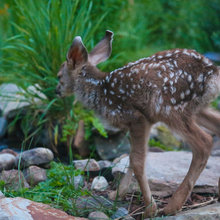 Our Houzz:  Colorado Wild Habitat: flora & fawns, fish, bears & more