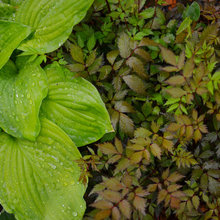 plants and gardens