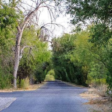 Private Entry Through a Mesquite Bosque
