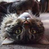 Sonia Orenstein Barile's photo