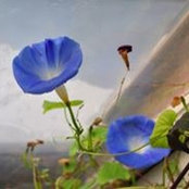 Foto von Tara Mcclure