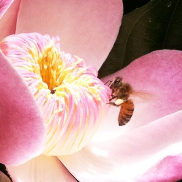 Insectary Garden in motion
