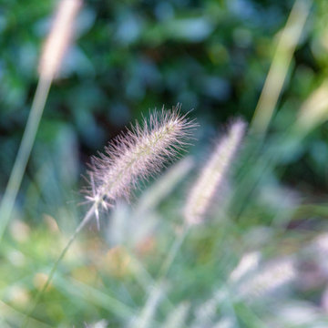 Glazenwood