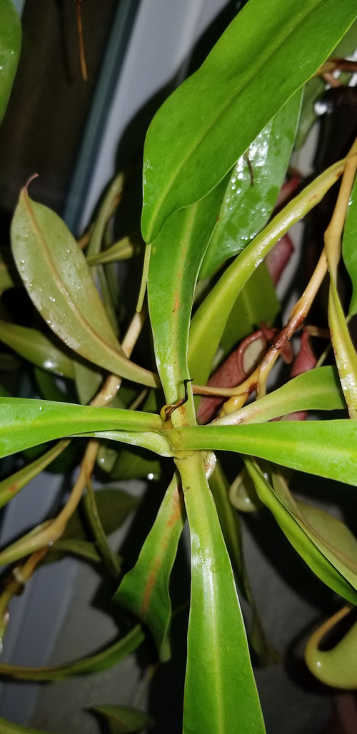 Pitcher plant dying!