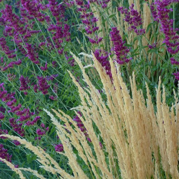 Agastache and 'Karl Foerster' Feather Reed Grass