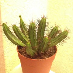 Please Help! Can I save my rotting cactus? | Houzz Forum