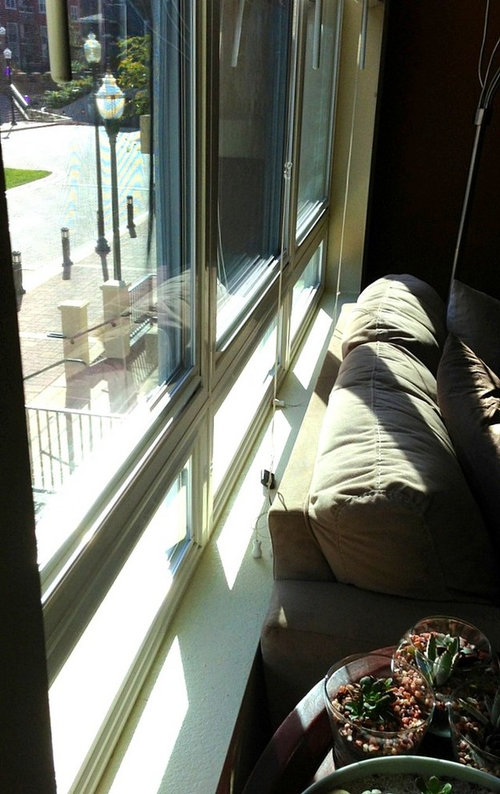 Ideas for Window Ledge House Plants?