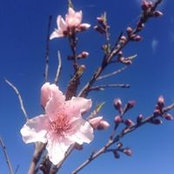 Michelle Crites's photo