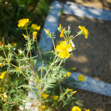 2017 Native Plant Garden Tour